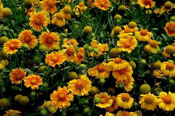 Hardy Flowers Blooming All Year