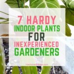 Hardy Flowers For Inexperienced Gardeners