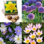 Hardy Spring Flower Options