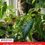 Houseplants That Cats Won’t Harm