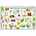 Identification Of Native Wildflowers
