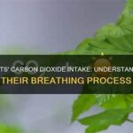 Improving Carbon Dioxide Intake In Gardens