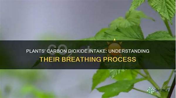 Improving Carbon Dioxide Intake In Gardens