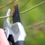 Incorrect Pruning Techniques Guide