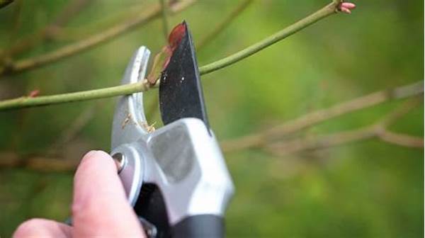 Incorrect Pruning Techniques Guide