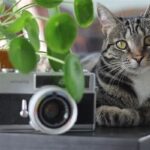 Indoor Flora Cat Safe Options
