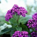Intense Fragrance Garden Selections