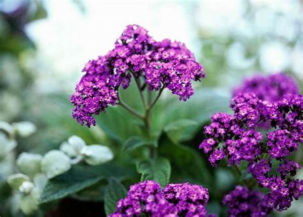 Intense Fragrance Garden Selections