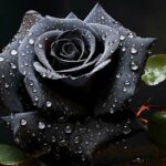 “interpretation Of Black Roses”