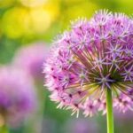 Low-effort Blooming Garden Plants