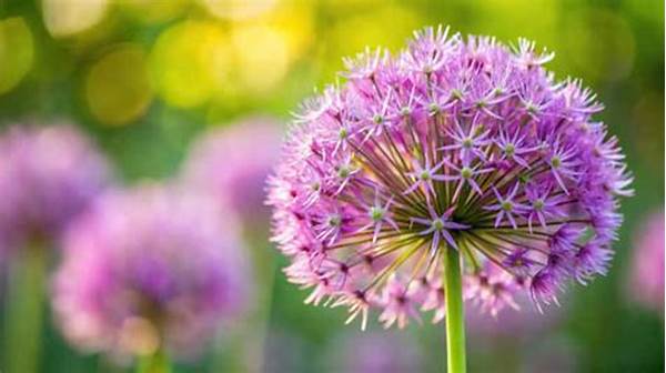 Low-effort Blooming Garden Plants