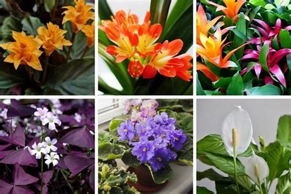 Low Light Indoor Flowers That Bloom