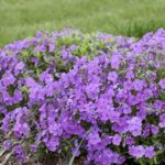 Low-maintenance Blooming Plants