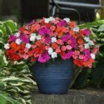 Low-maintenance Flowering Plant Options