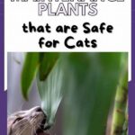 Low-maintenance Plants Cat Safe