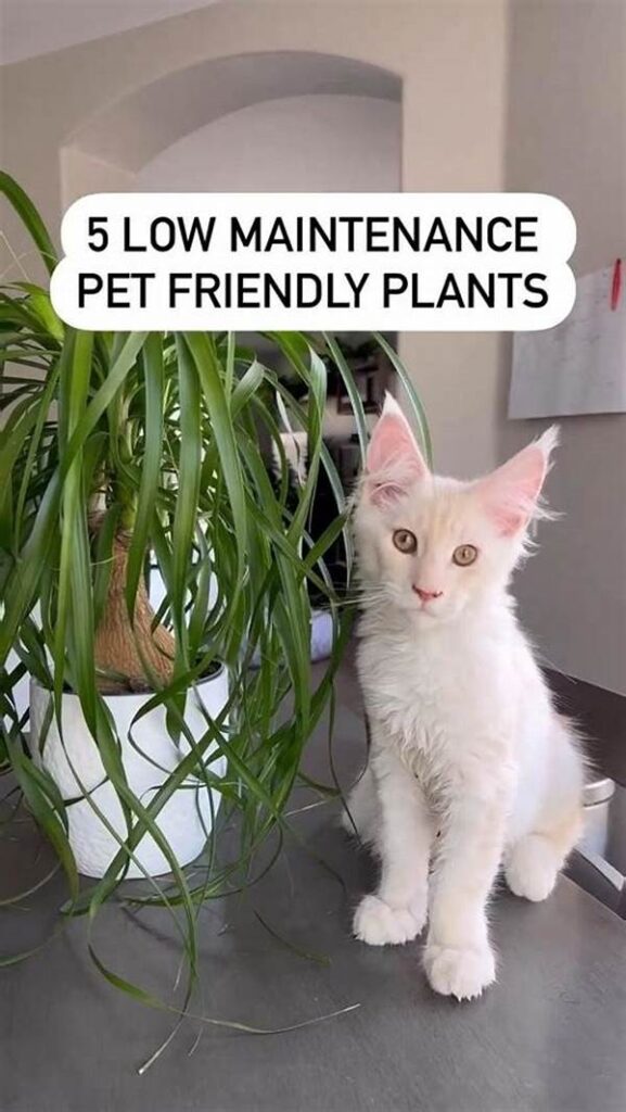 Low-maintenance Plants Pet-friendly