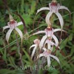 Native Flora And Fauna Relationships