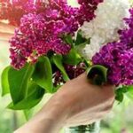 Nutrition For Extending Flower Freshness