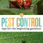 Pest Control Tips For Flower Gardeners
