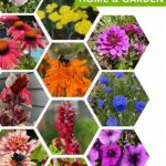 Pet-safe Garden Flower Options