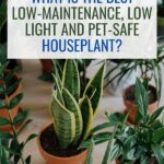 Pet-safe Low-maintenance Houseplants