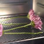 Preserve Flowers In Room Temperature
