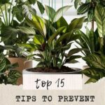 Preventing Plant Overwatering Issues