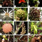 Rare Endemic Plant Habitats