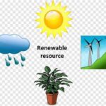 Renewable Resources In Floral Arts