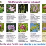 **seasonal Wildflower Spotting Tips**