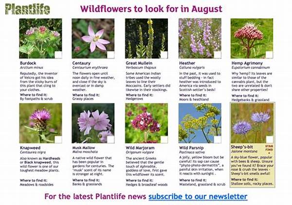 **seasonal Wildflower Spotting Tips**