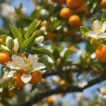 Site-specific Blossom Conservation Efforts