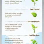 Step-by-step Stem Cutting Guide
