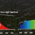 Sunlight Spectrum Impact On Plants