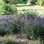 Sweet-smelling Flora For Outdoor Spaces