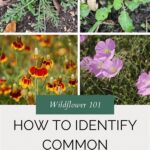 “techniques For Wildflower Identification”