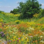 Tools For Discovering Wildflowers Outdoors