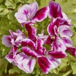 Top Scented Flowers Selection