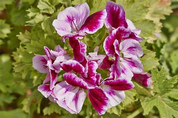 Top Scented Flowers Selection