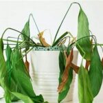 Wilting Flowers And Drooping Stems