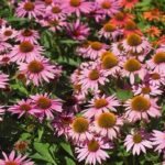 **year-long Blooming Flowers Selection**