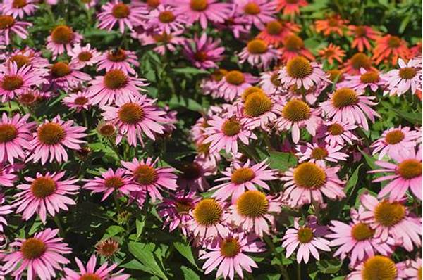 **year-long Blooming Flowers Selection**