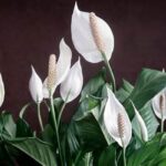 Adapting Flowers To Low Light Conditions