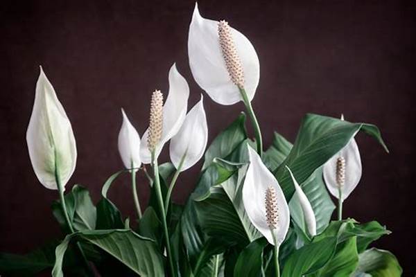 Adapting Flowers To Low Light Conditions