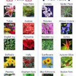 Animal-safe Backyard Plant Selection