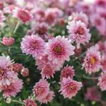 **best Flowers For Sequential Blooming**