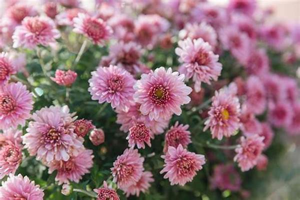 **best Flowers For Sequential Blooming**