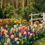 Best Flowers For Spring Gardens