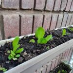 Best Plants For New Gardeners