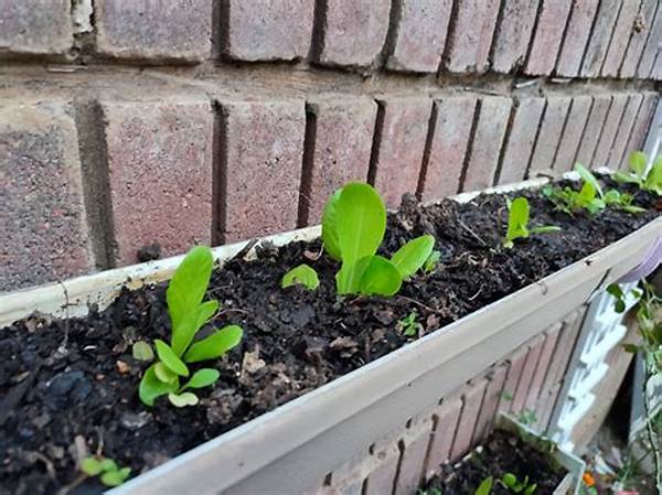 Best Plants For New Gardeners